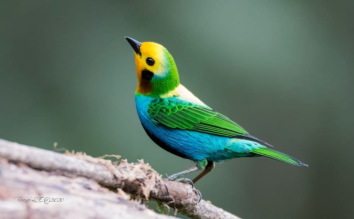 bird