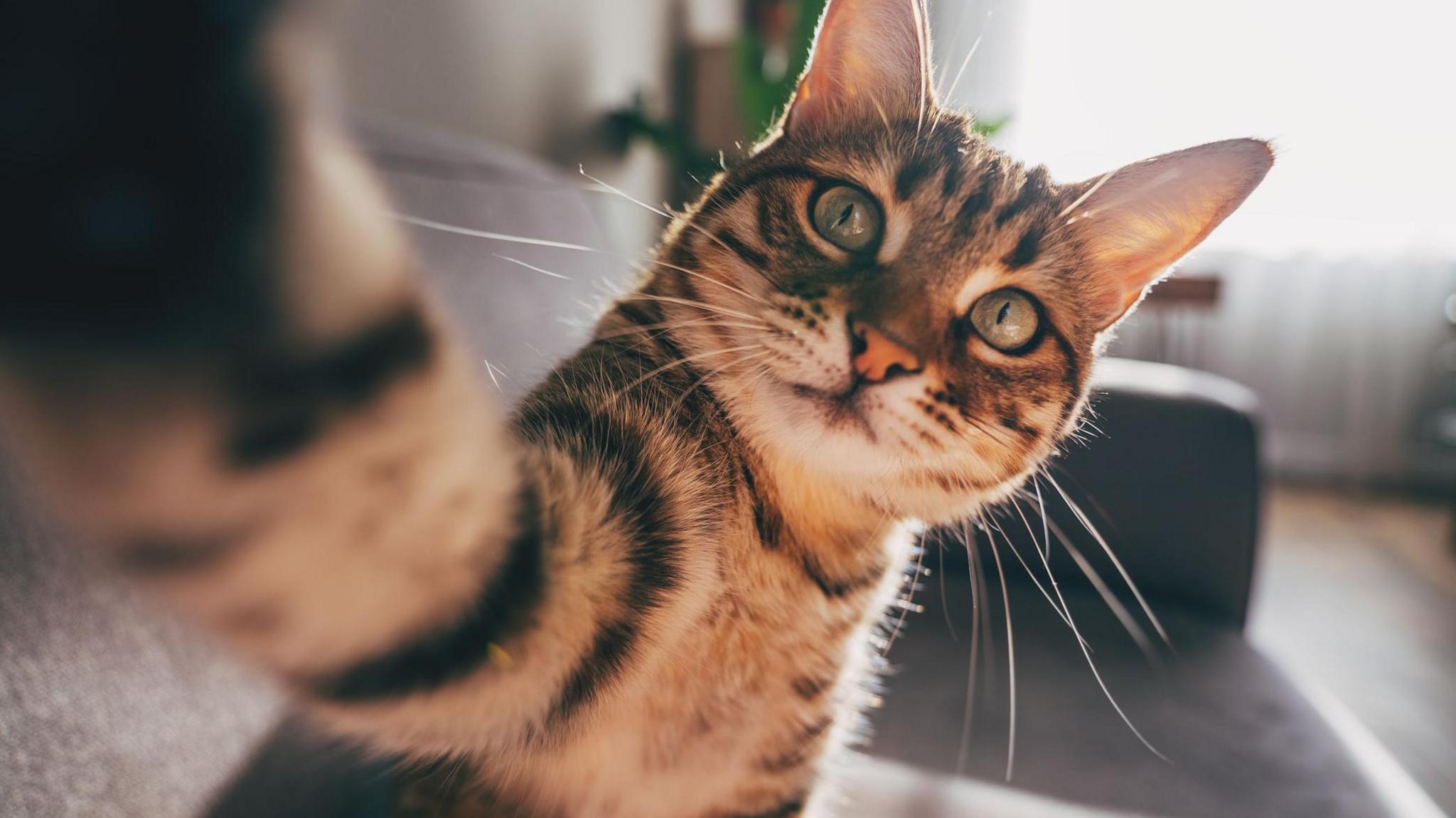 Cats
